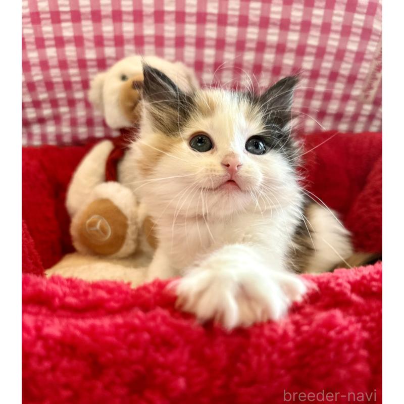 商談中の兵庫県のノルウェージャンフォレストキャット-135003の2枚目