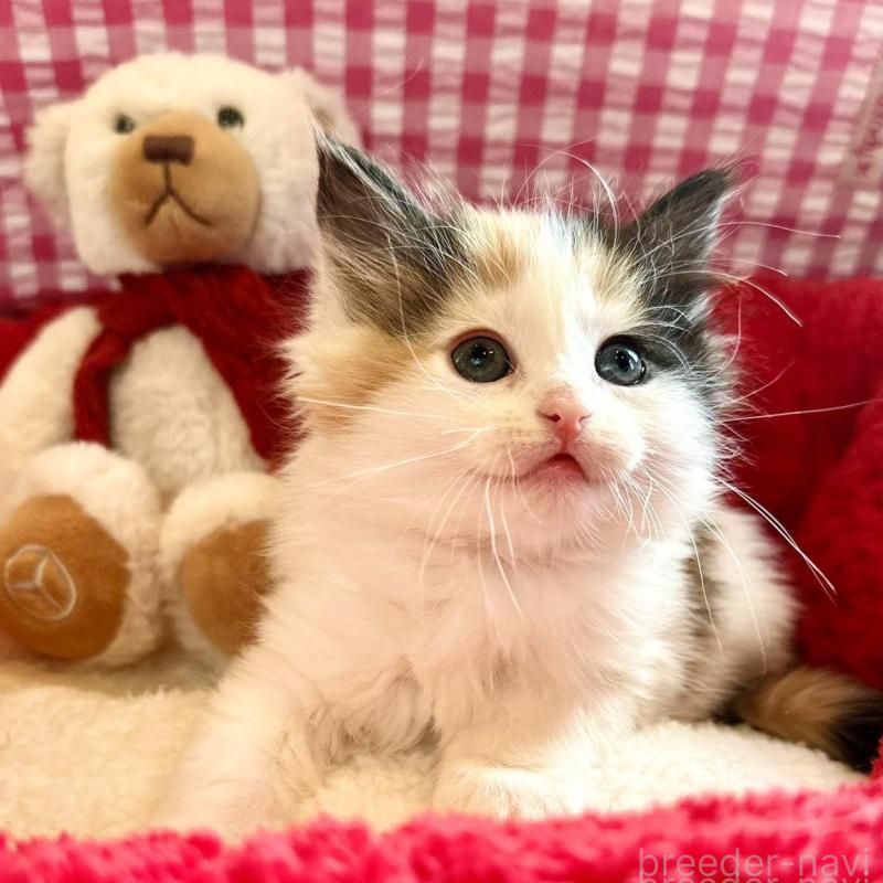 商談中の兵庫県のノルウェージャンフォレストキャット-135003の1枚目