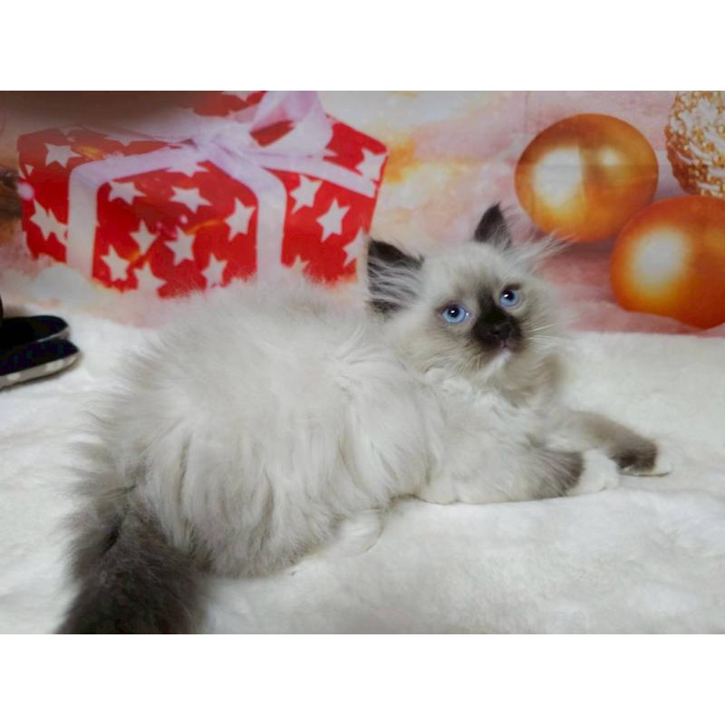 販売中の埼玉県のサイベリアン-135005の4枚目