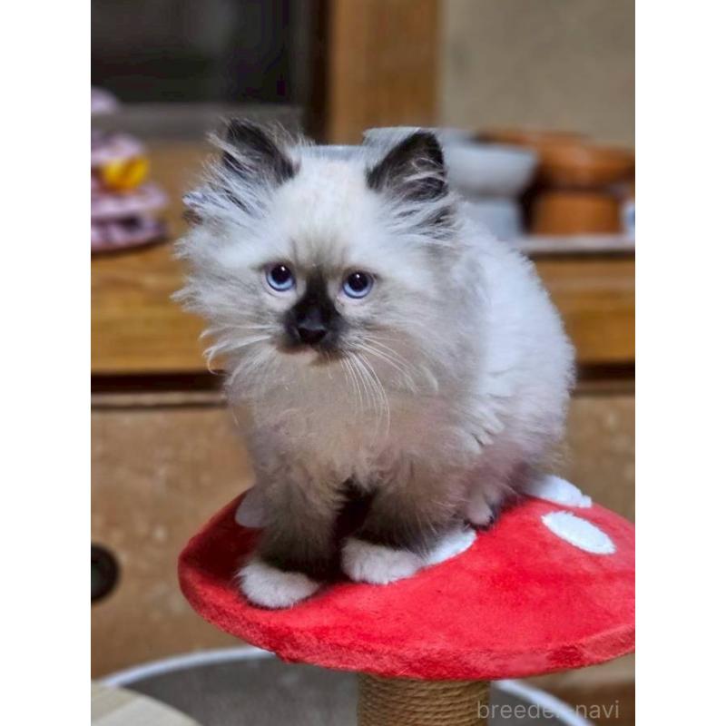 販売中の埼玉県のサイベリアン-135005の3枚目