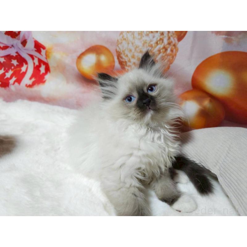 販売中の埼玉県のサイベリアン-135005の2枚目