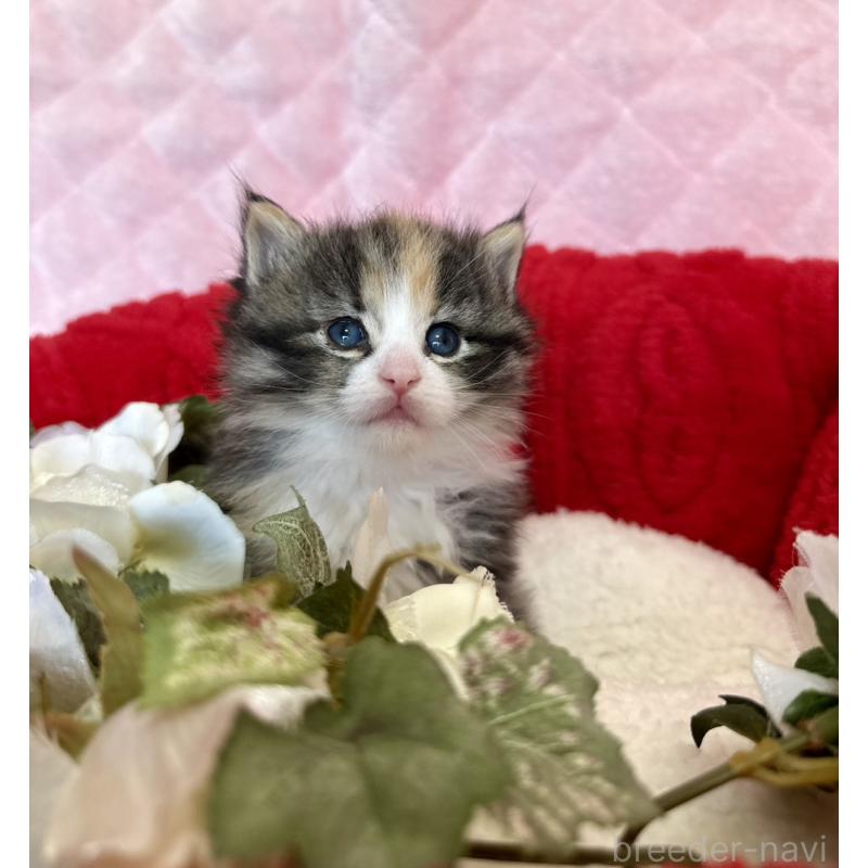 販売中の兵庫県のノルウェージャンフォレストキャット-135006の6枚目