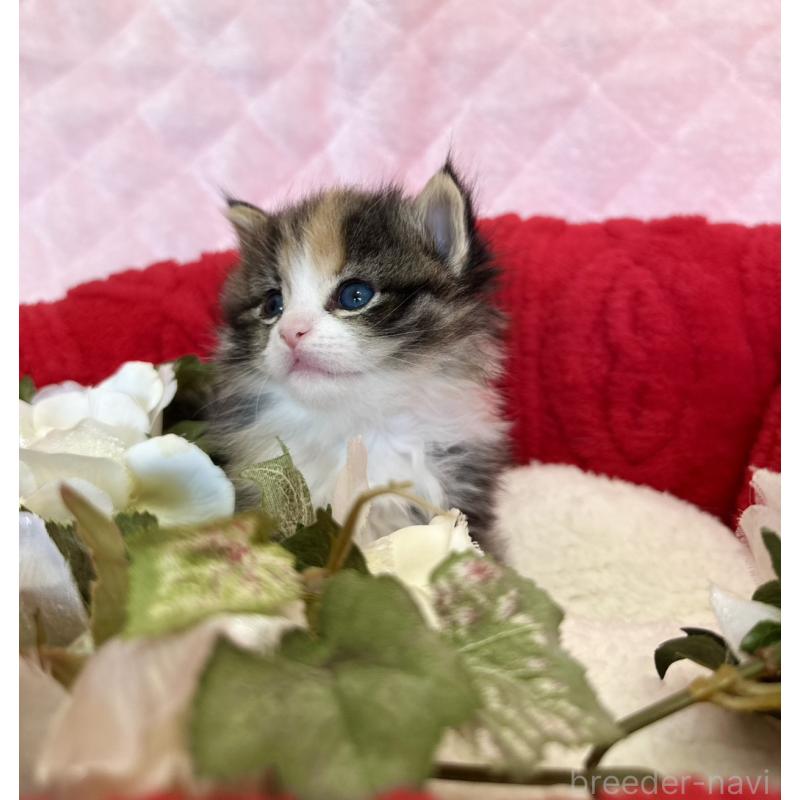 販売中の兵庫県のノルウェージャンフォレストキャット-135006の3枚目