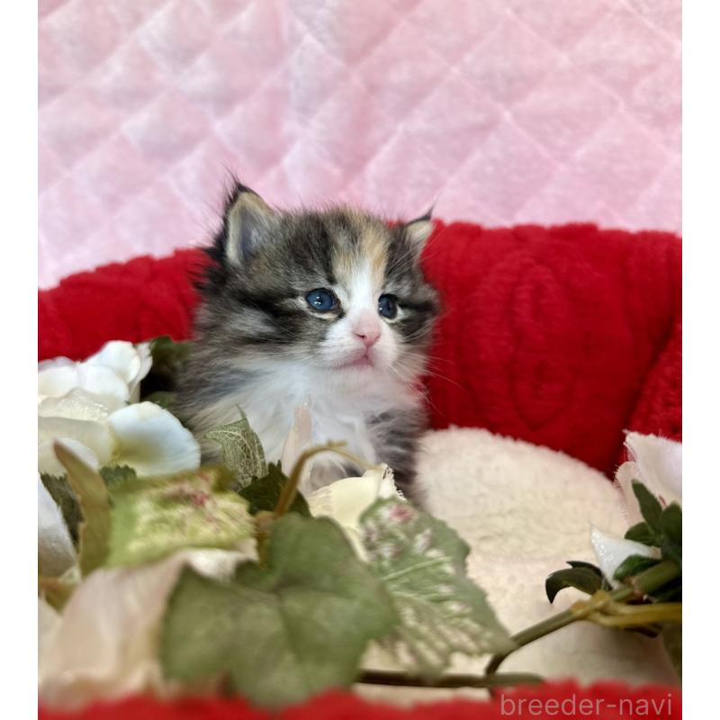 販売中の兵庫県のノルウェージャンフォレストキャット-135006の2枚目