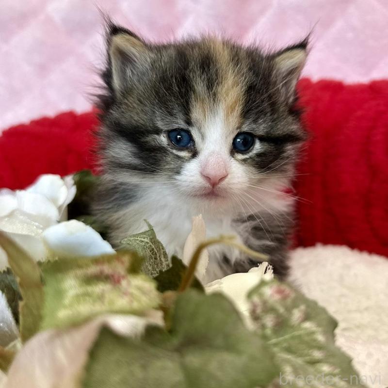 販売中の兵庫県のノルウェージャンフォレストキャット-135006