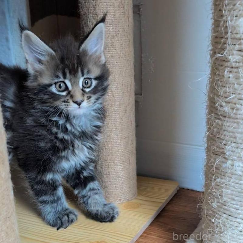 販売中の岡山県のメインクーン-135007の6枚目