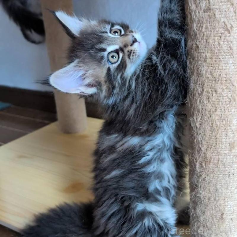 販売中の岡山県のメインクーン-135007の5枚目