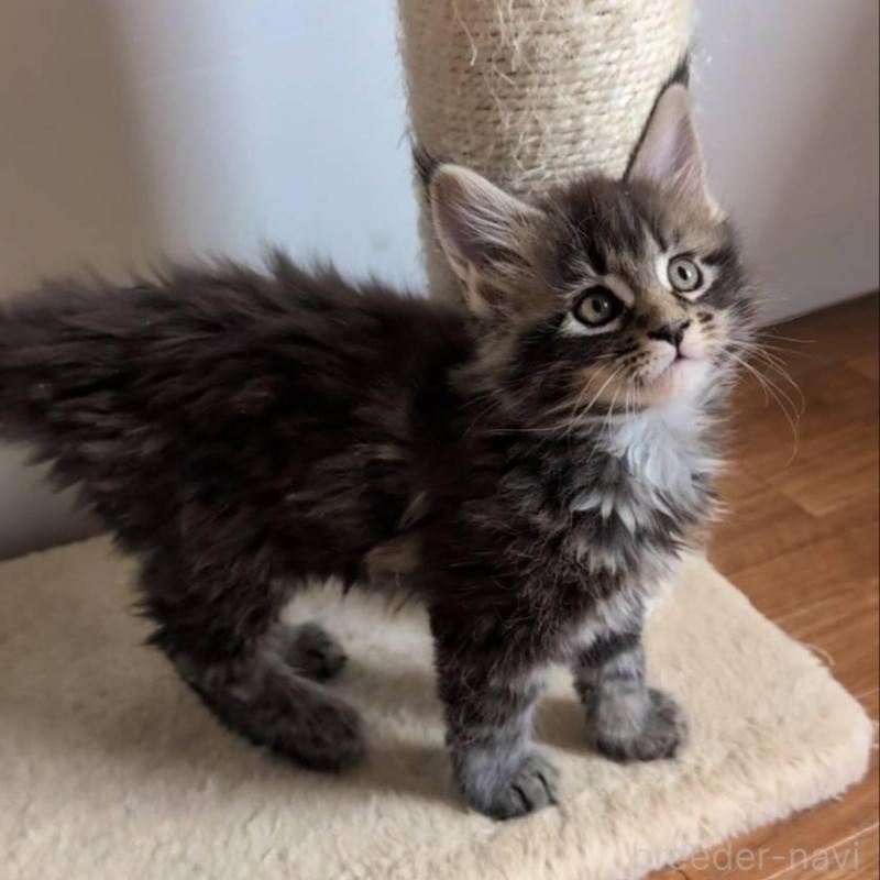 販売中の岡山県のメインクーン-135007の1枚目