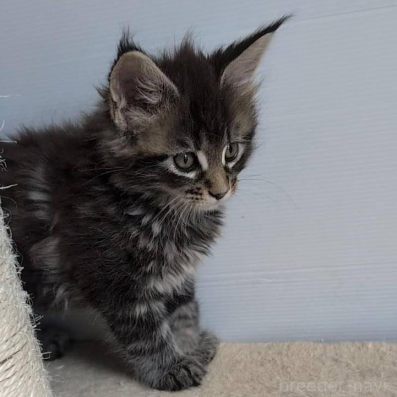 販売中の岡山県のメインクーン-135007の4枚目