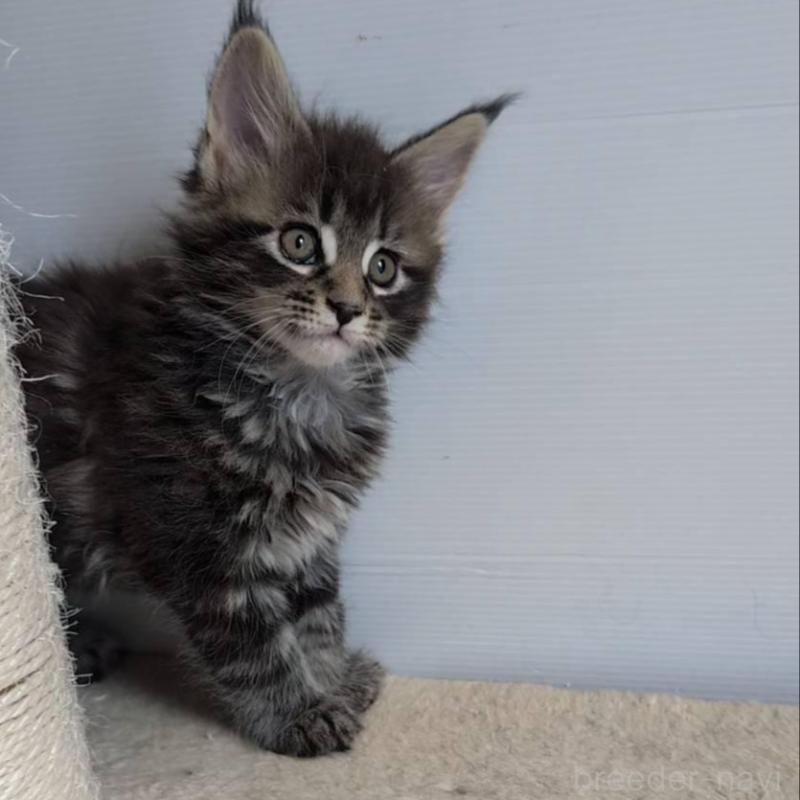 販売中の岡山県のメインクーン-135007の3枚目