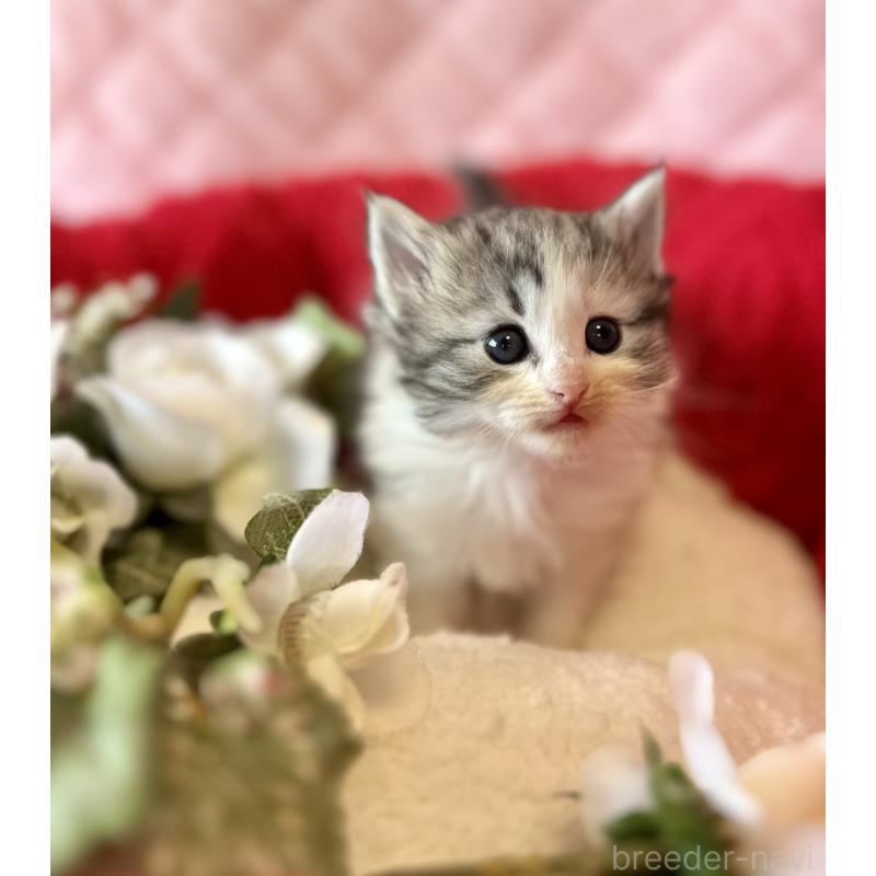 販売中の兵庫県のノルウェージャンフォレストキャット-135008の5枚目