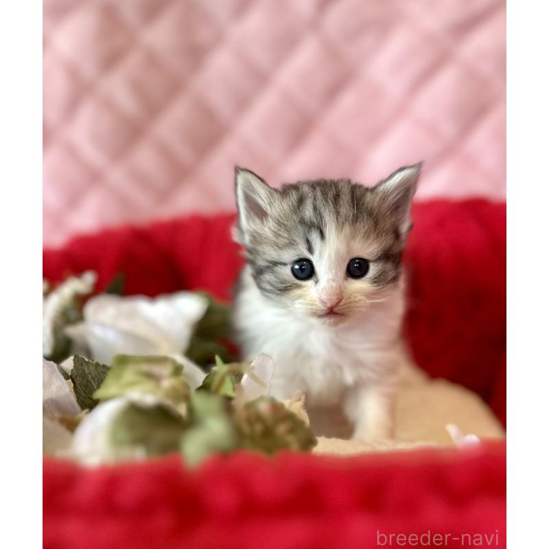 販売中の兵庫県のノルウェージャンフォレストキャット-135008の4枚目