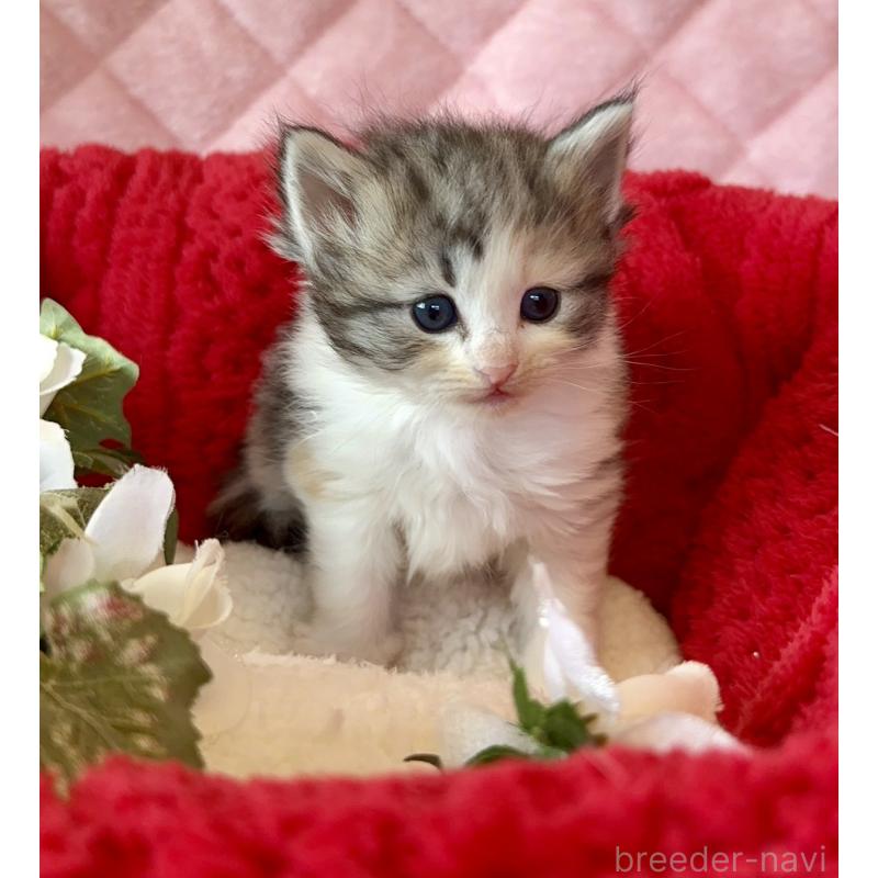 販売中の兵庫県のノルウェージャンフォレストキャット-135008の3枚目