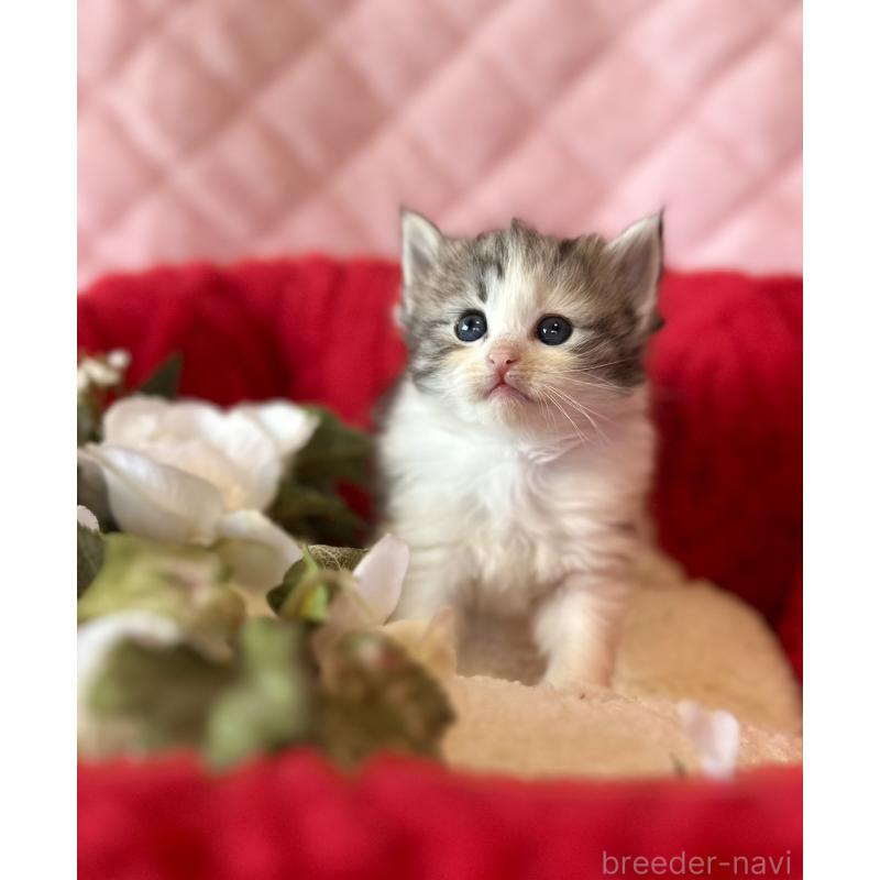 販売中の兵庫県のノルウェージャンフォレストキャット-135008の2枚目