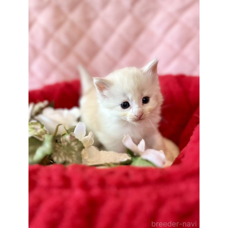 販売中の兵庫県のノルウェージャンフォレストキャット-135009の5枚目