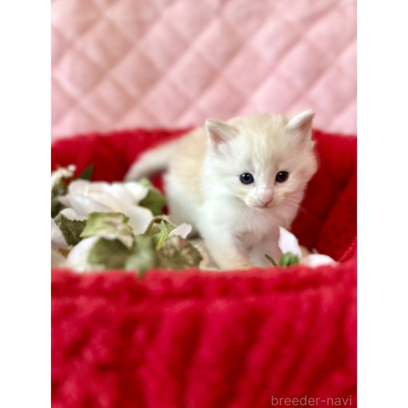 販売中の兵庫県のノルウェージャンフォレストキャット-135009の4枚目