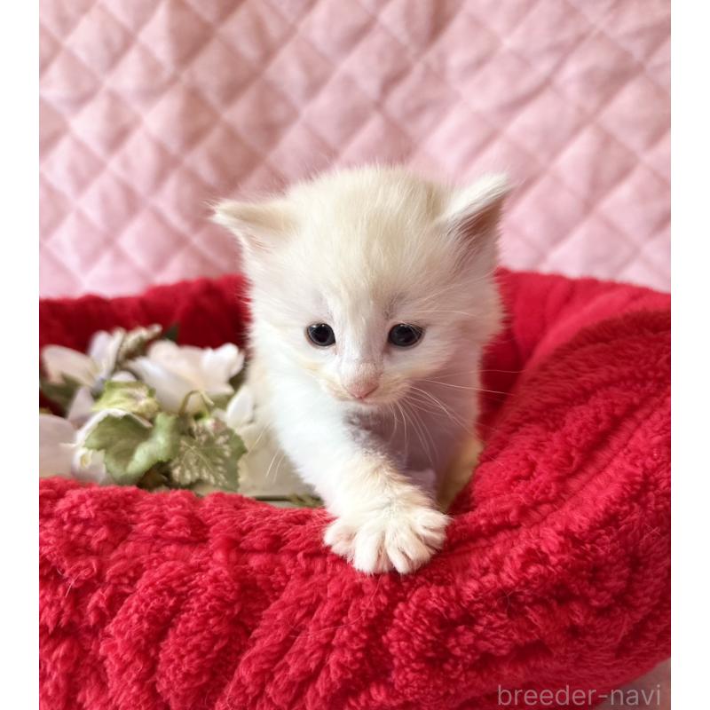 販売中の兵庫県のノルウェージャンフォレストキャット-135009の3枚目