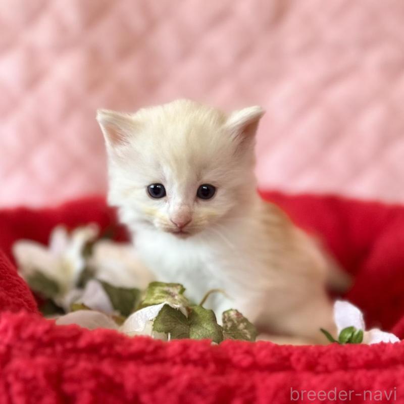 販売中の兵庫県のノルウェージャンフォレストキャット-135009