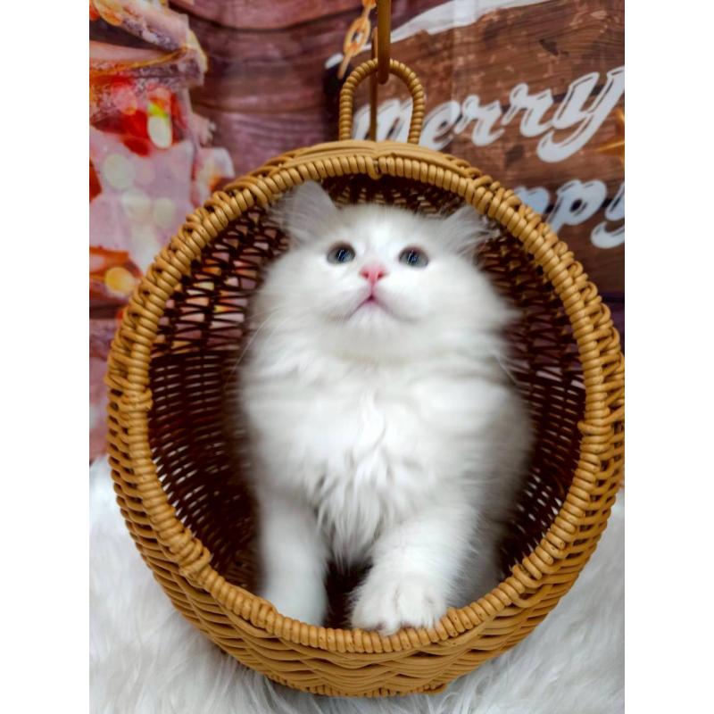 販売中の埼玉県のサイベリアン-132984の2枚目