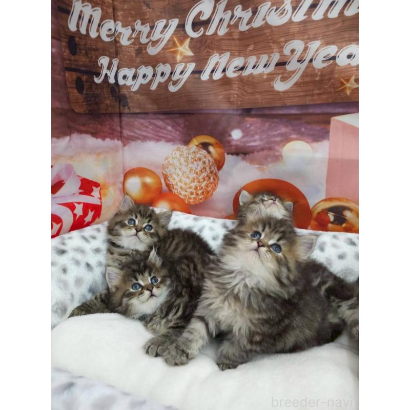 販売中の埼玉県のサイベリアン-132772の2枚目