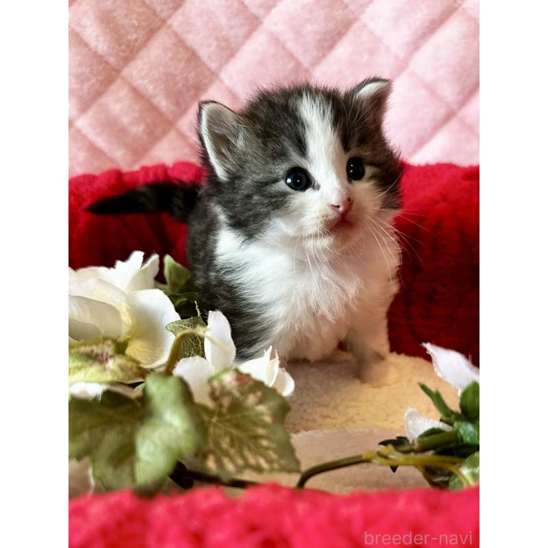 販売中の兵庫県のノルウェージャンフォレストキャット-135010の3枚目