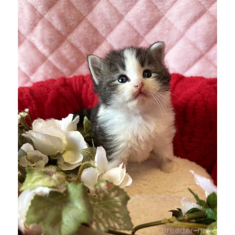 販売中の兵庫県のノルウェージャンフォレストキャット-135010の2枚目