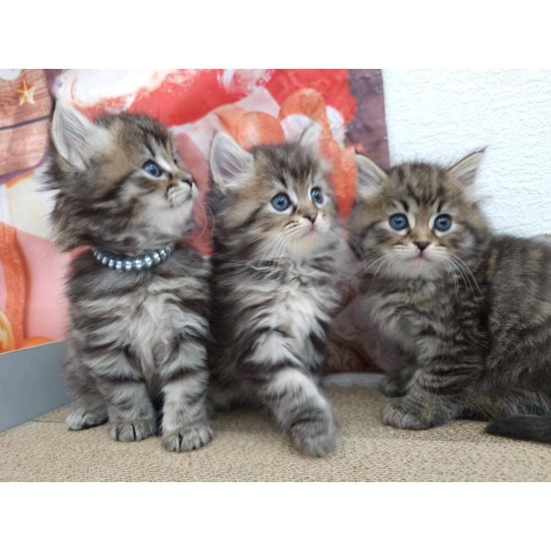 販売中の埼玉県のサイベリアン-133021の3枚目