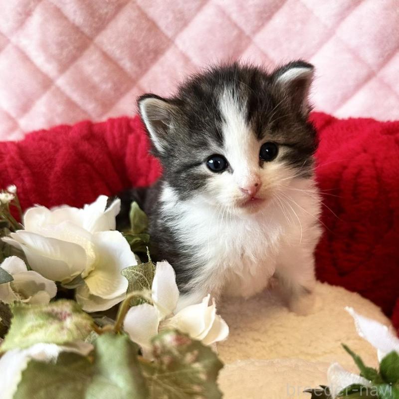 販売中の兵庫県のノルウェージャンフォレストキャット-135010