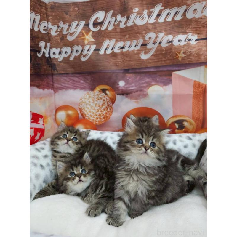 販売中の埼玉県のサイベリアン-133023の3枚目