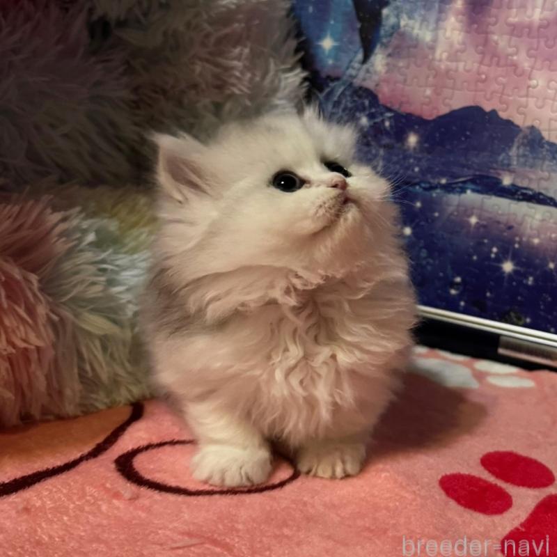 販売中の茨城県のミヌエット(短足)-135011の5枚目