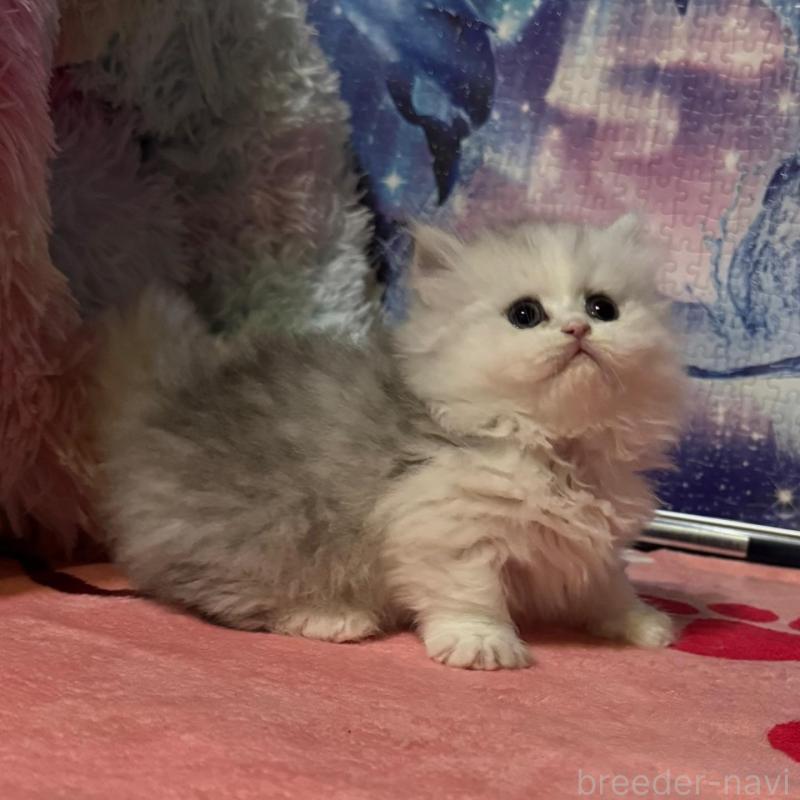 販売中の茨城県のミヌエット(短足)-135011の4枚目