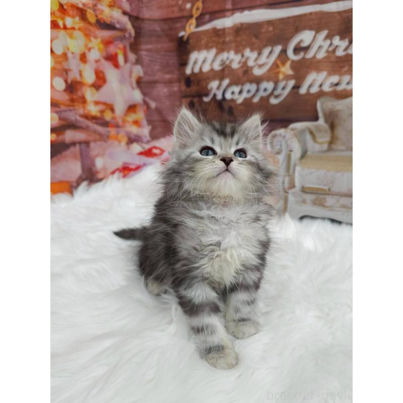 販売中の埼玉県のサイベリアン-133041の2枚目