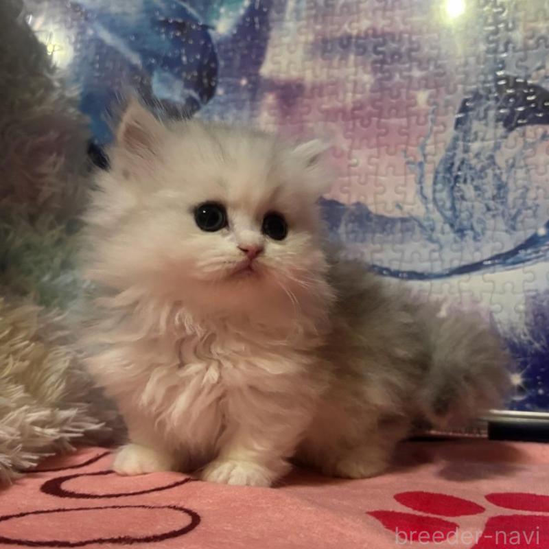 販売中の茨城県のミヌエット(短足)-135011の3枚目