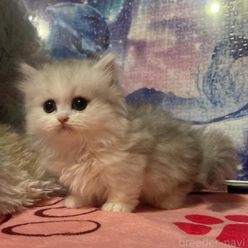 販売中の茨城県のミヌエット(短足)-135011の2枚目