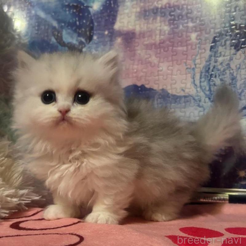 販売中の茨城県のミヌエット(短足)-135011の1枚目