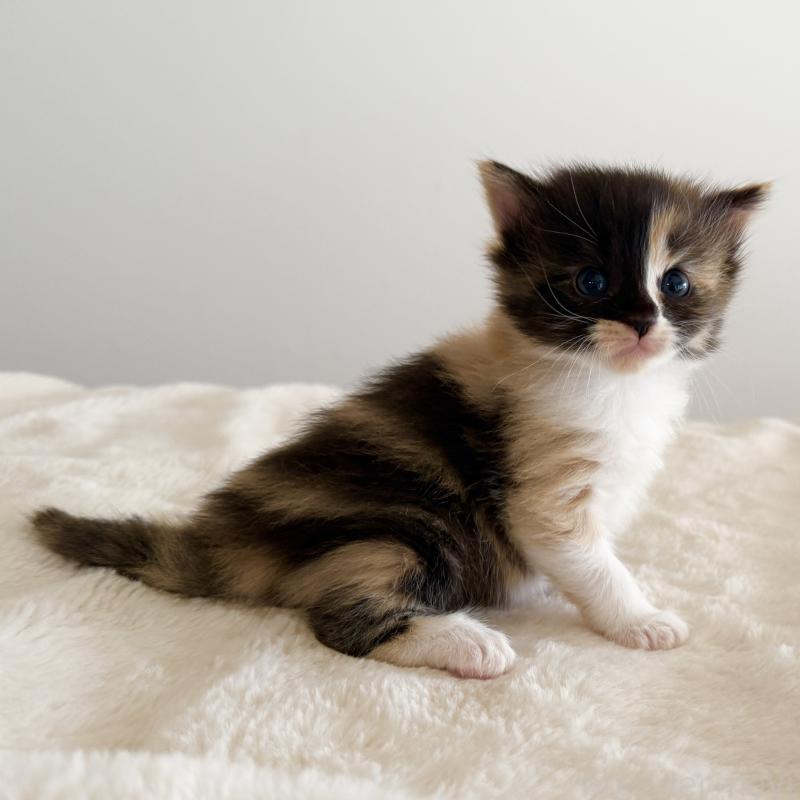 販売中の茨城県のサイベリアン-135012