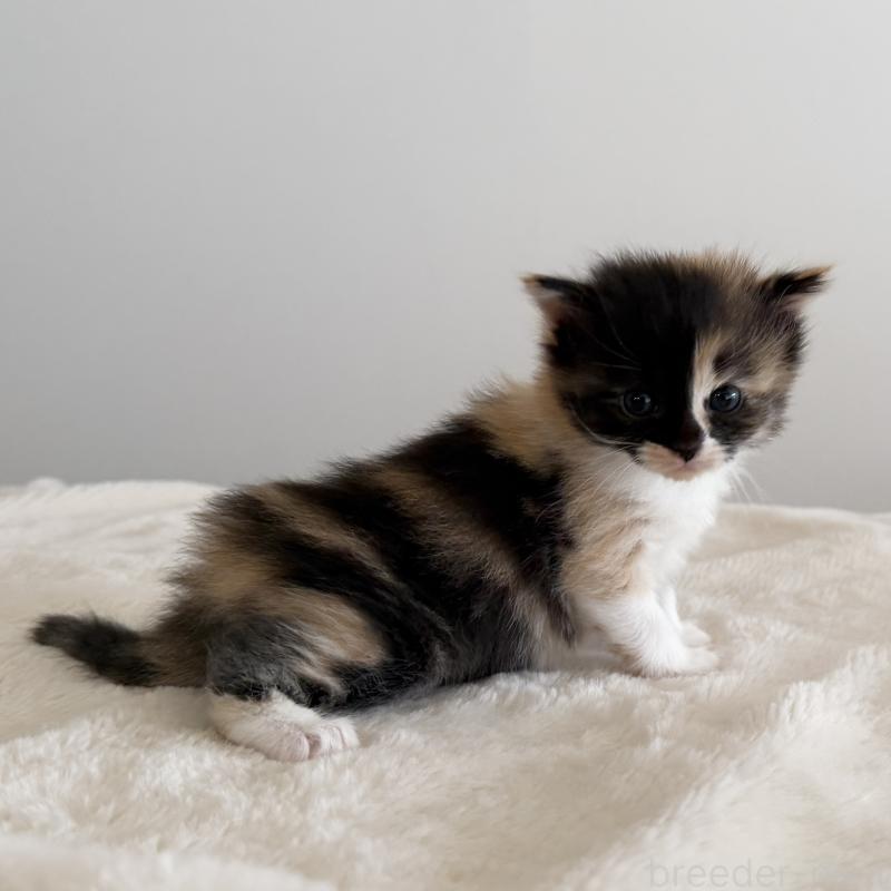 販売中の茨城県のサイベリアン-135012の14枚目