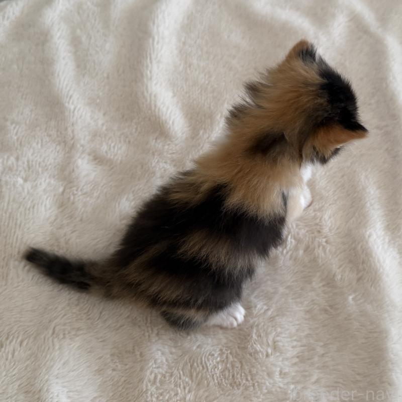 販売中の茨城県のサイベリアン-135012の13枚目