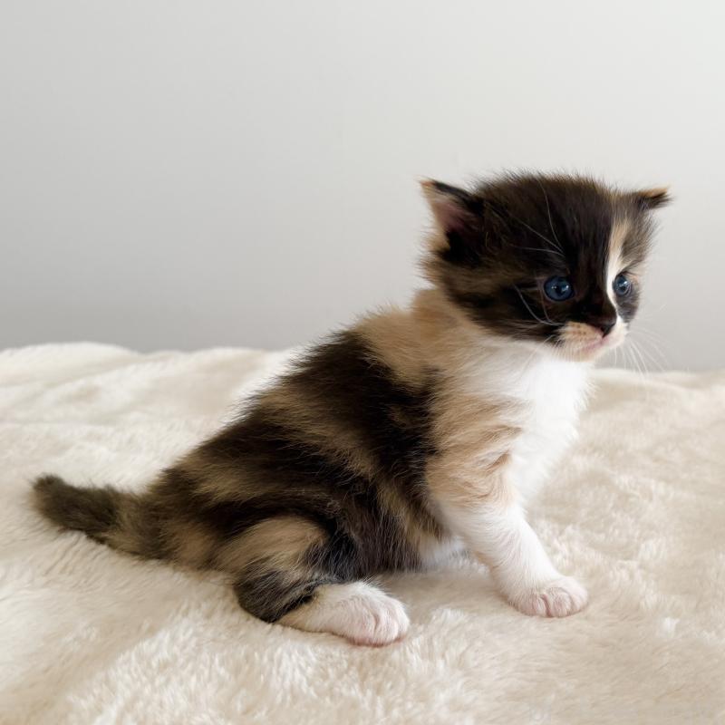 販売中の茨城県のサイベリアン-135012の12枚目