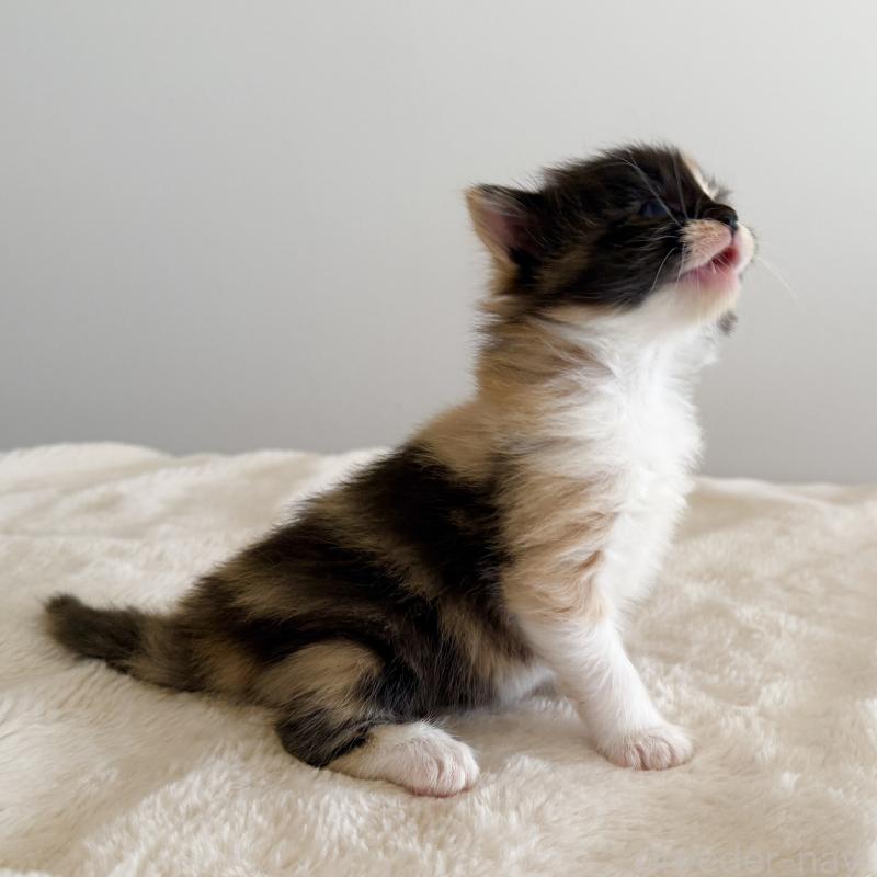 販売中の茨城県のサイベリアン-135012の11枚目