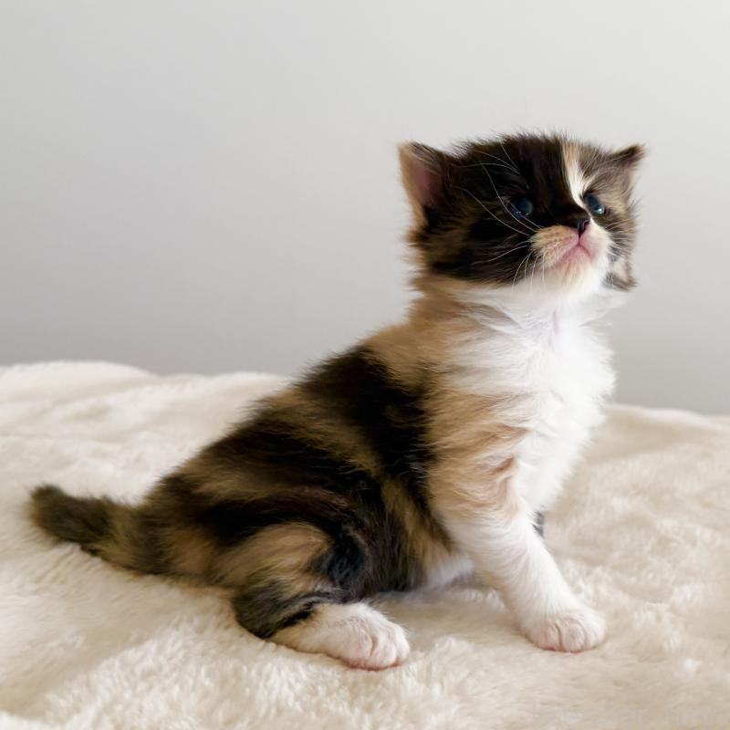 販売中の茨城県のサイベリアン-135012の10枚目