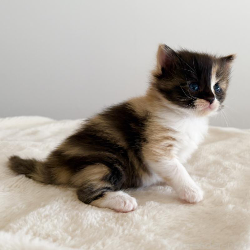 販売中の茨城県のサイベリアン-135012の9枚目