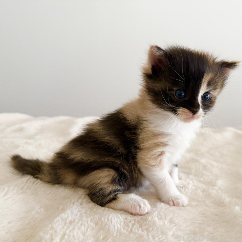 販売中の茨城県のサイベリアン-135012の8枚目