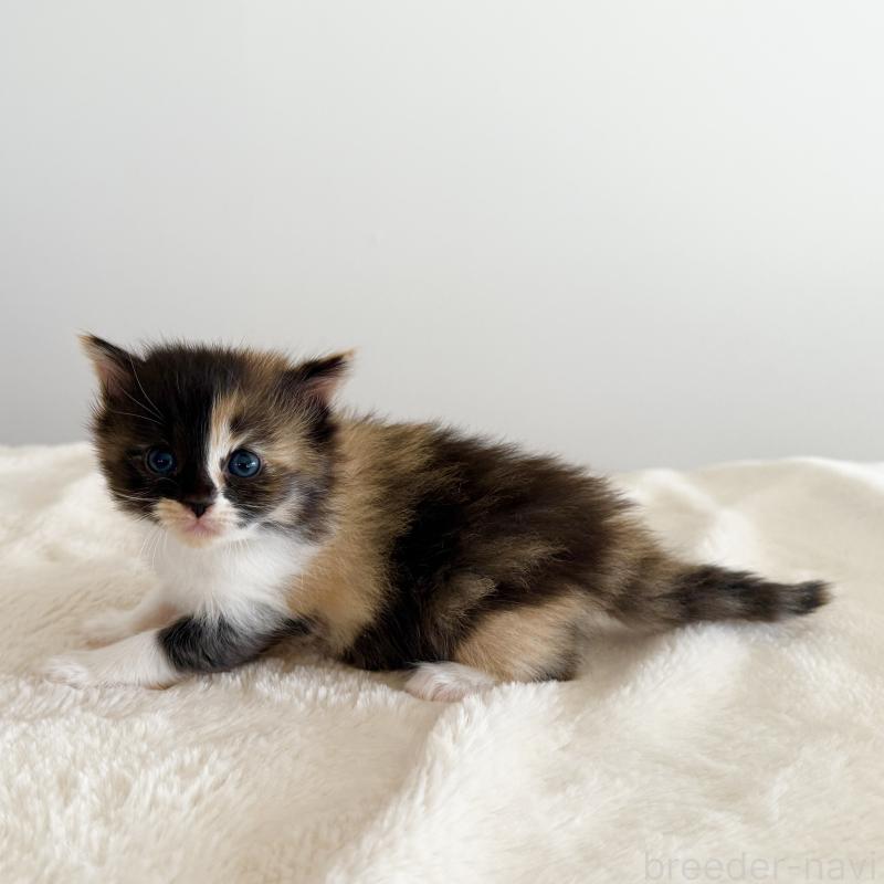 販売中の茨城県のサイベリアン-135012の7枚目