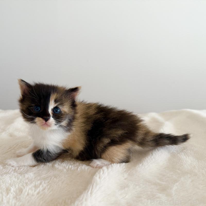 販売中の茨城県のサイベリアン-135012の6枚目