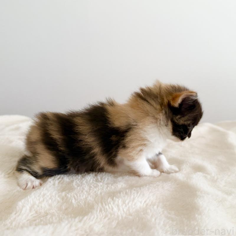 販売中の茨城県のサイベリアン-135012の5枚目