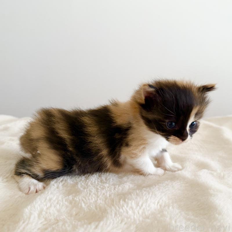 販売中の茨城県のサイベリアン-135012の3枚目