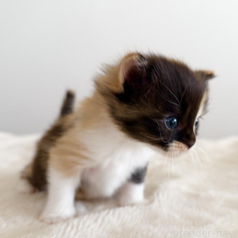 販売中の茨城県のサイベリアン-135012の2枚目