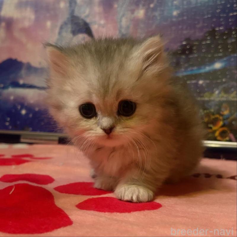 販売中の茨城県のミヌエット(短足)-135014の3枚目