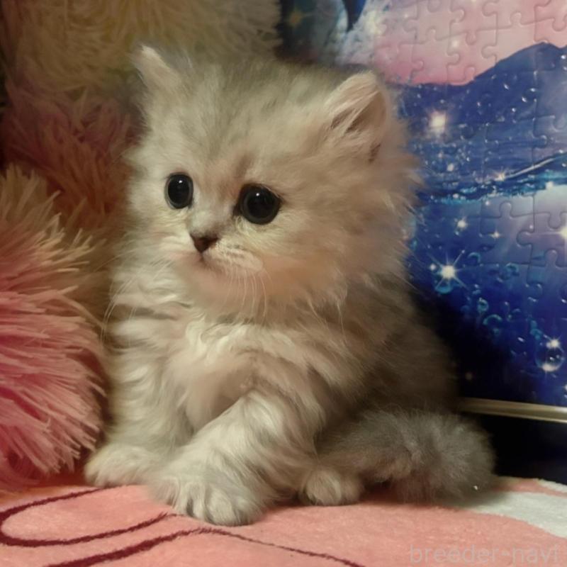 販売中の茨城県のミヌエット(短足)-135014の2枚目